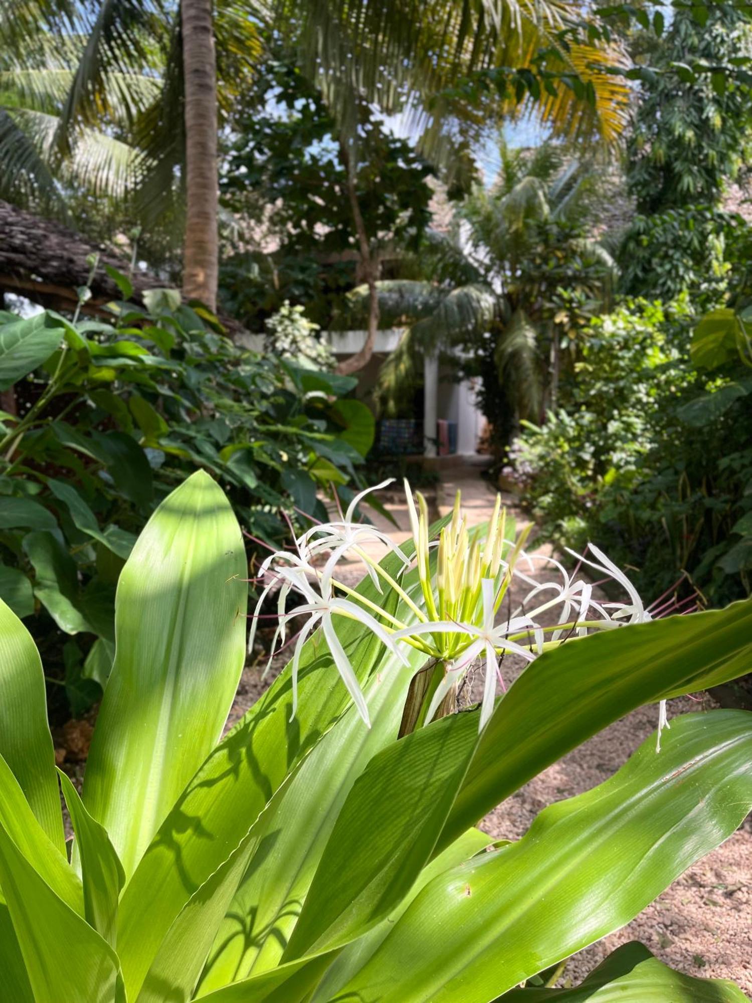 Atii Garden Bungalows Nungwi Εξωτερικό φωτογραφία